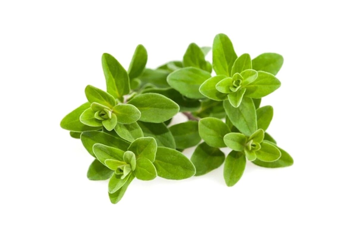 Bylinky - Majorán 30 g zväzok