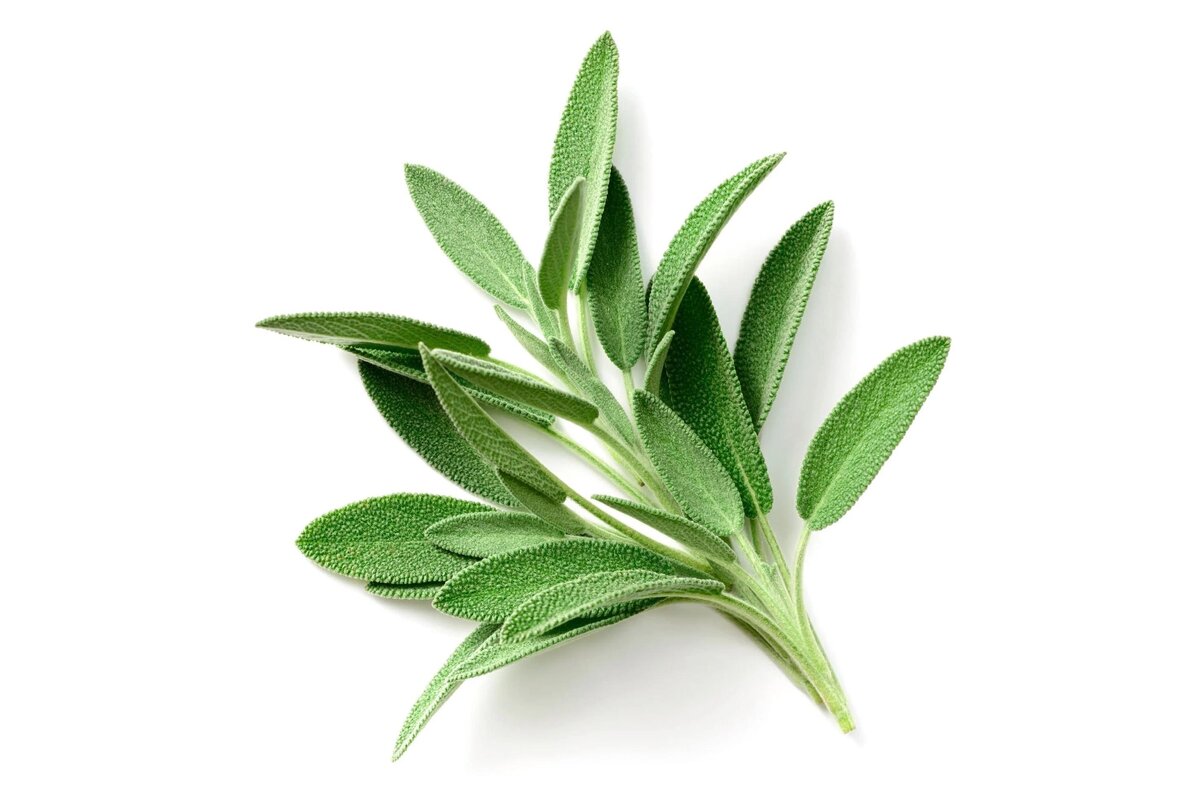 Bylinky - Šalvia 30 g zväzok