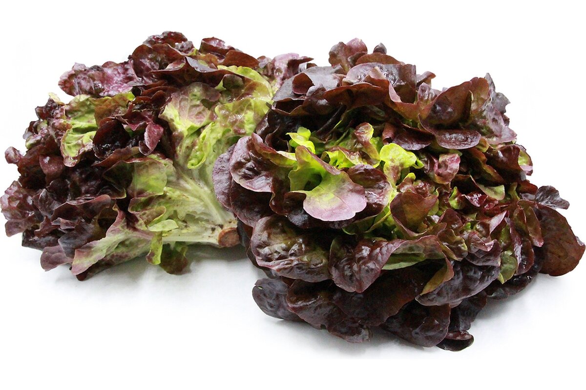 Šalát Dubový list červený