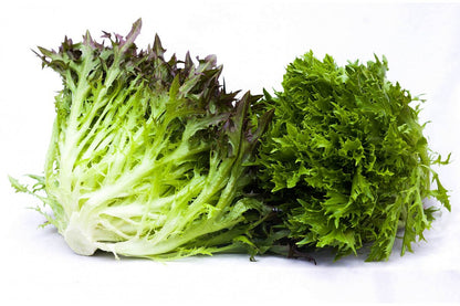 Frisse zelený kučeravý šalát