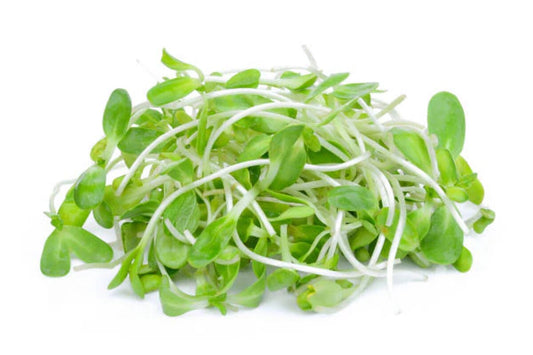 Výhonky Slnečnica 50 g, CZ